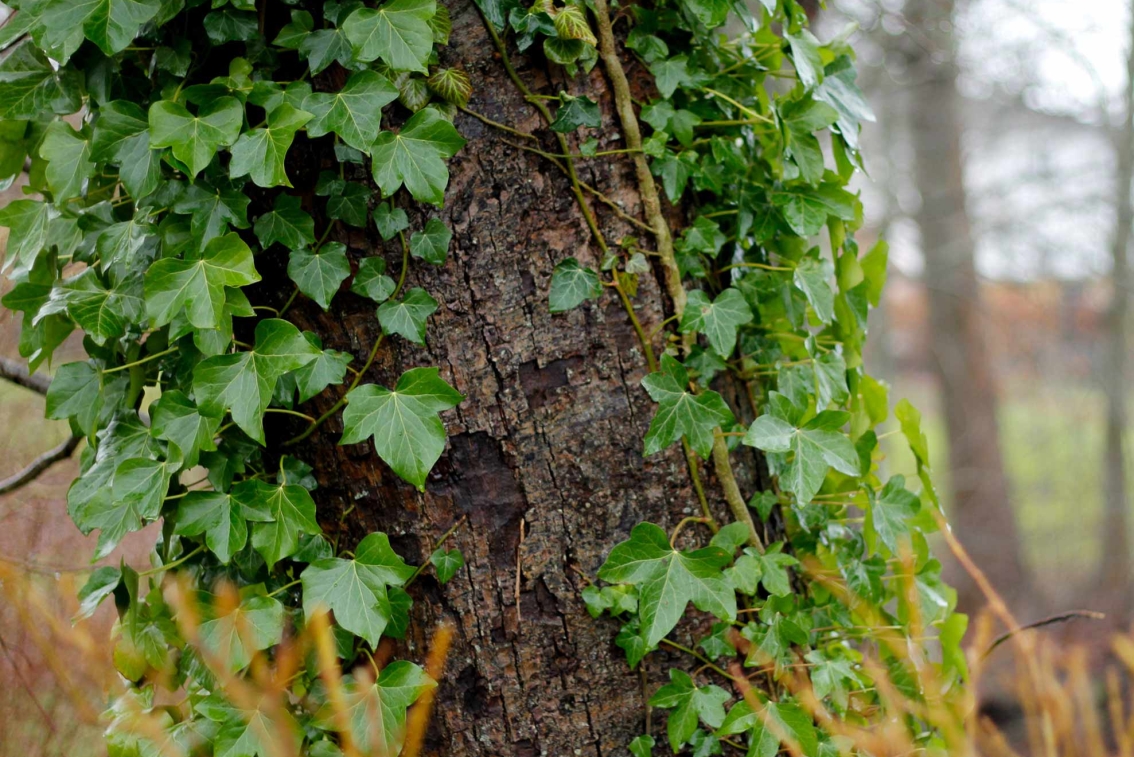 Nye bæredygtige målsætninger efter rekord.