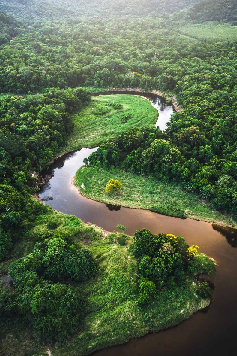 Hvad med regnskoven?.